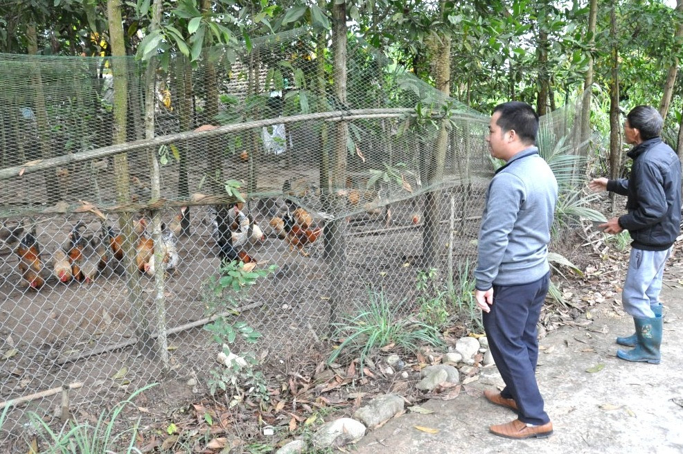 Mô hình nuôi gà địa phương để phát triển kinh tế ở thôn Thìn Thủ, xã Quảng An, Đầm Hà. Ảnh: Thu Nguyệt