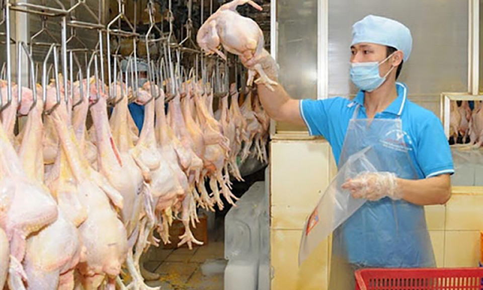 Giá còn 7.000 đồng/kg, hơn 60 triệu con gia cầm chờ bán