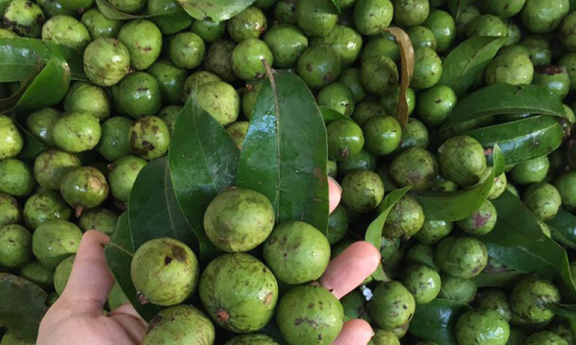 Vietnamese quả sấu make their way to Australia