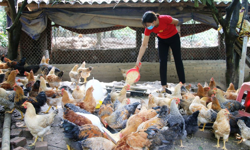 Hiệu quả đề án hỗ trợ phát triển sản xuất nông, lâm nghiệp tại Bình Liêu