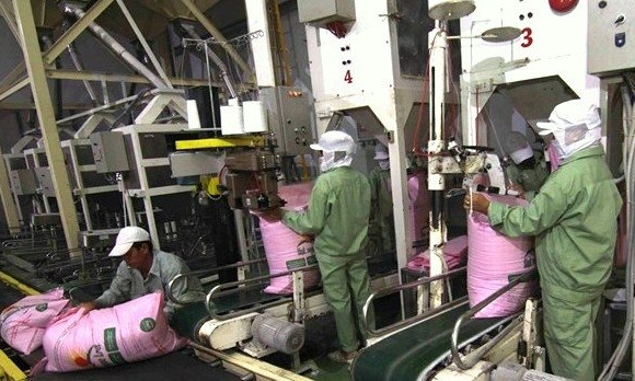 Rice exports hoped to recover after COVID-19 controlled: insiders