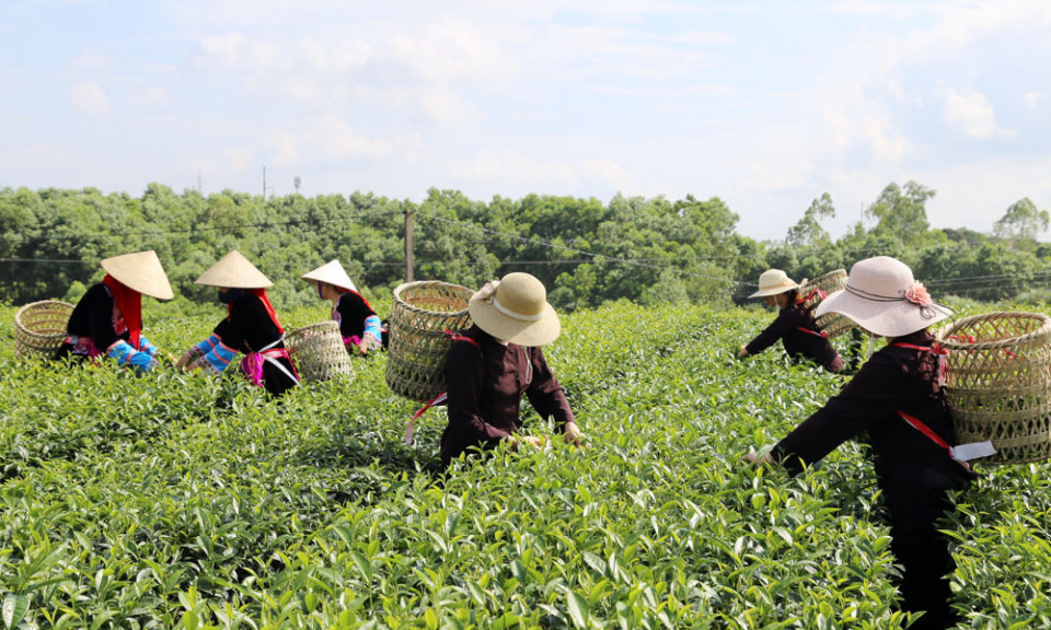 Phát triển thương hiệu chè Hải Hà