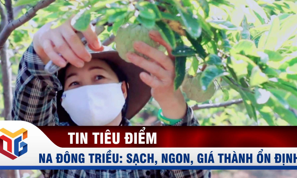 Na Đông Triều: Sạch, ngon, giá thành ổn định