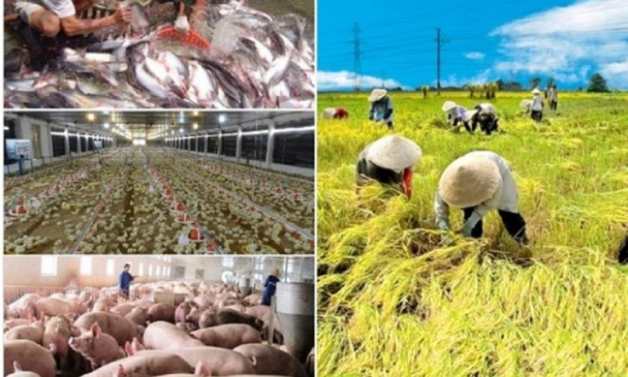 Duy trì sản xuất không để đứt gãy chuỗi giá trị sản xuất nông nghiệp