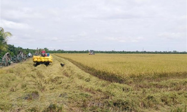 Thị trường nông sản tuần qua: Giá lúa đã tăng trở lại
