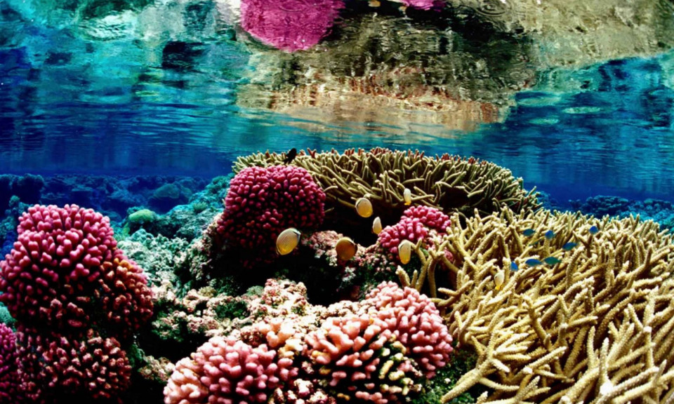 The biodiveristy value of  Ha Long Bay