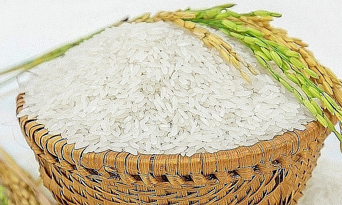 Giá gạo xuất khẩu xuống mức thấp do dịch kéo dài