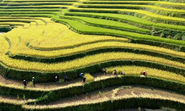 Ha Giang promotes beauty of Hoang Su Phi terraced fields online