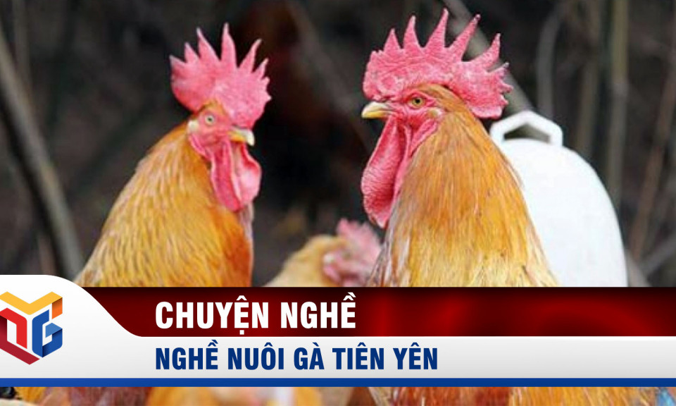 Nghề nuôi gà Tiên Yên