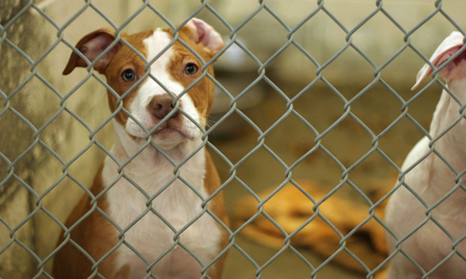 Australia gây tranh cãi vì bắn chết hàng loạt chó để ngăn COVID-19 lây lan
