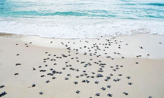 Magical breeding season of sea turtles in Bay Canh Island