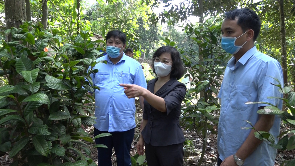 Đồng chí Trịnh Thị Minh Thanh kiểm tra công tác trồng cây gỗ lớn theo Nghị quyết 337/2021/NQ-HĐND tỉnh.