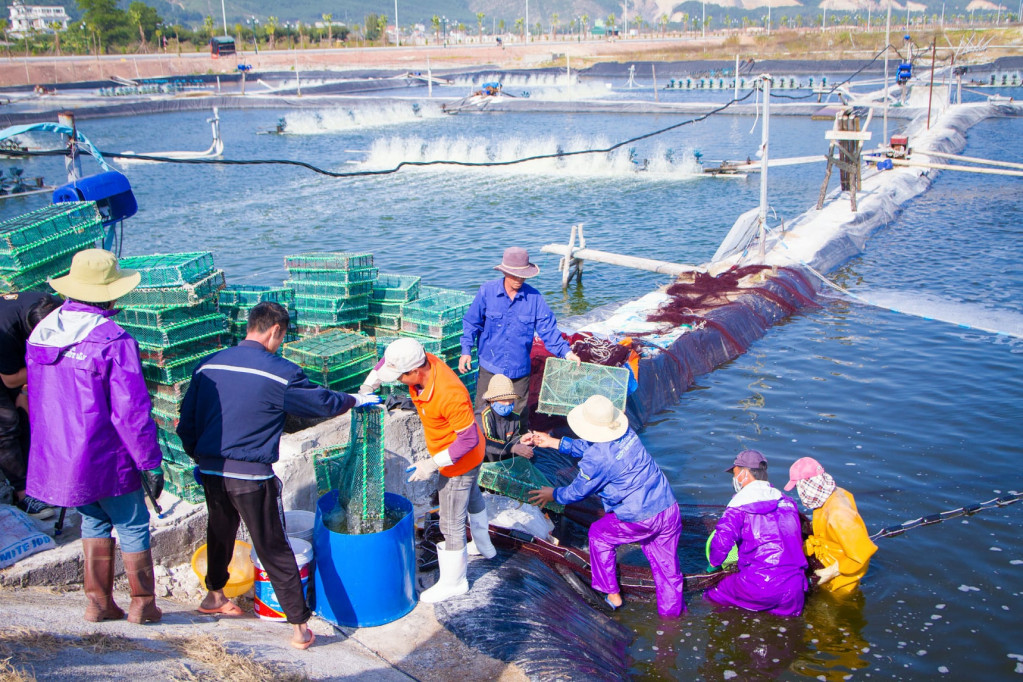 Shrimp harvest at Dong Rui commune in Tien Yen district.