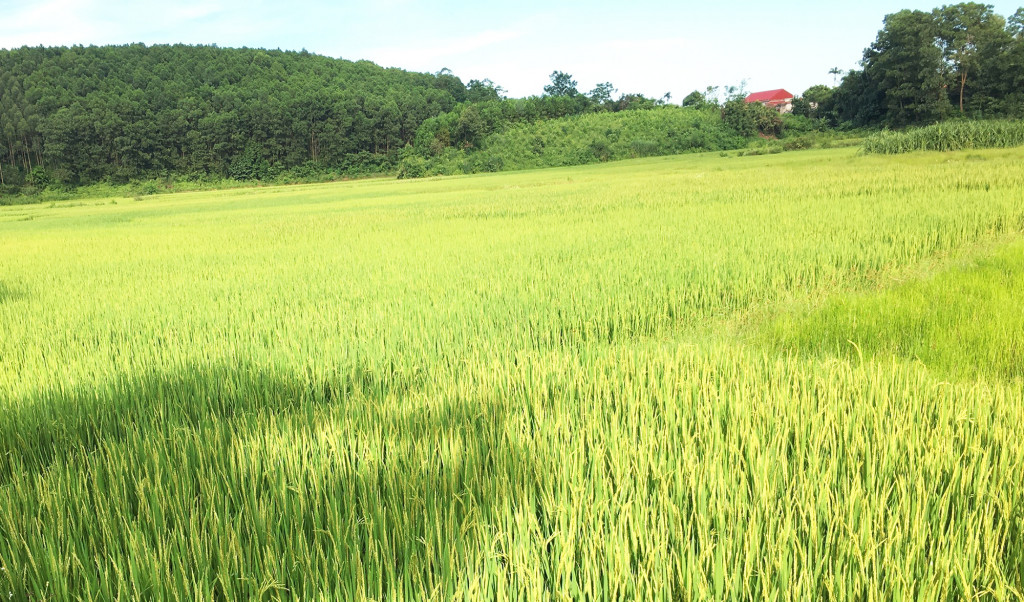 Thôn Đồng Mây có diện tích đất canh tác nông nghiệp lớn, giúp người dân có thể tự cung tự cấp lương thực thực phẩm trong bối cảnh phát sinh dịch bệnh.