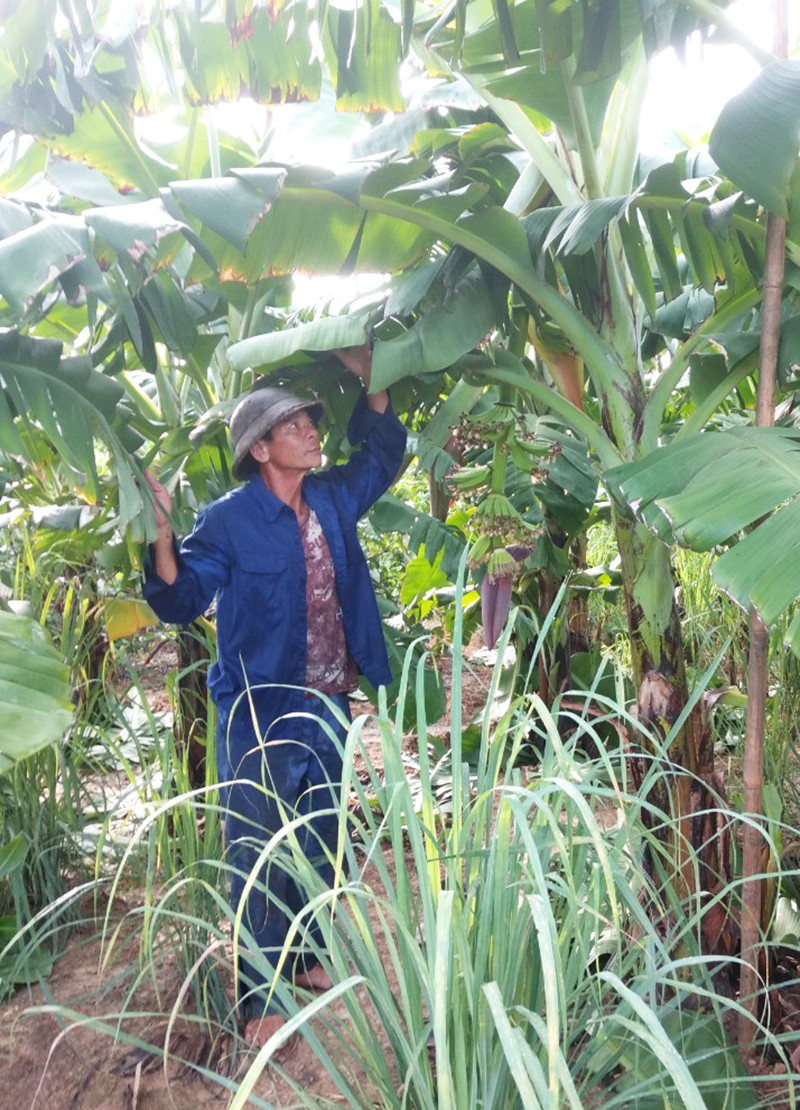 Ông Nguyễn Văn Thái chăm sóc vườn chuối của mình.
