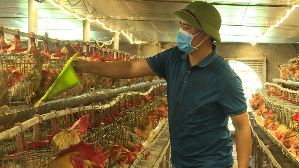 Mỗi năm HTX Tuyền Huyền cung cấp ra thị trường trên 80.000 con gà giống