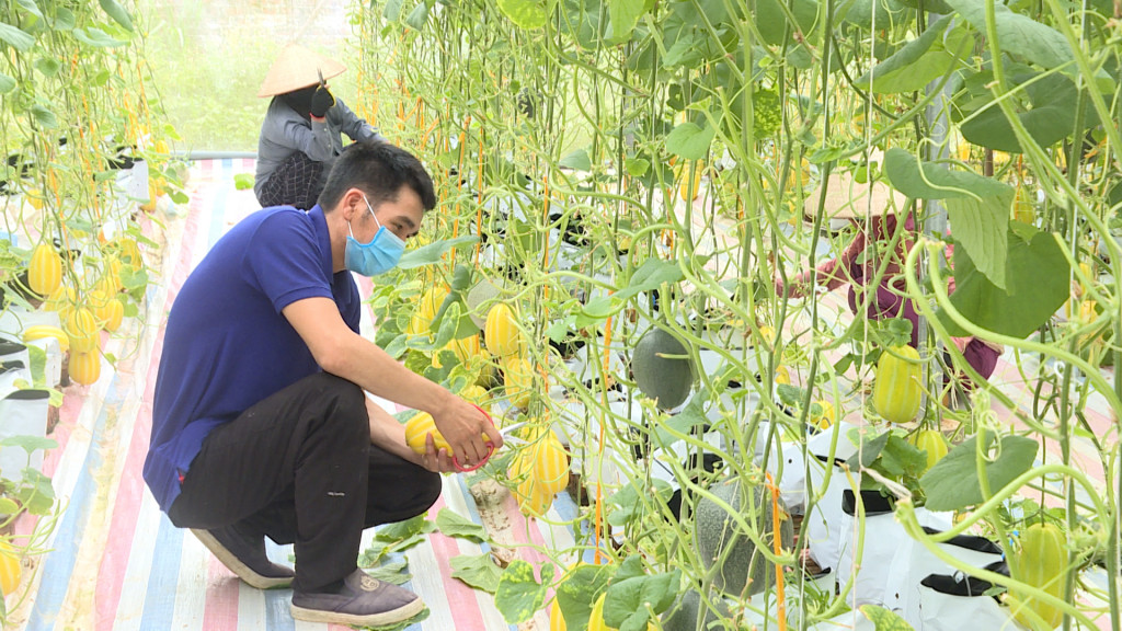 Vườn dưa nhà anh Dương Thế Đô, thôn Đông, xã Dực Yên, huyện Đầm Hà, tỉnh Quảng Ninh mỗi năm cho doanh thu hơn 100 triệu đồng