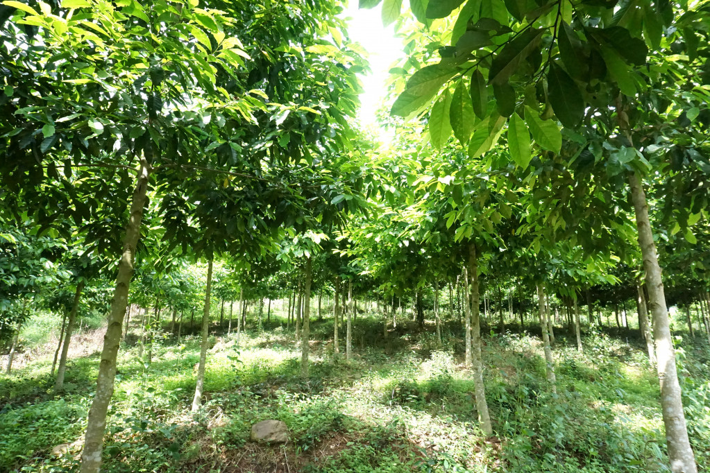 Mô hình trông cây dổi bản địa kết hợp cây dược liệu ba kích của Công ty cổ phần phát triển rừng bền vững đang sinh trưởng, phát triển tốt và dự báo sẽ mang lại hiệu quả kinh tế cao.