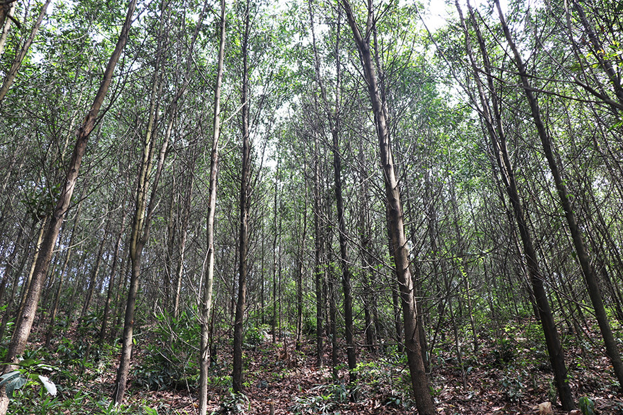 Một cánh rừng keo trồng theo phương thức rừng trồng gỗ lớn của Công ty TNHH MTV Lâm nghiệp Cẩm Phả. Ảnh Việt Hoa