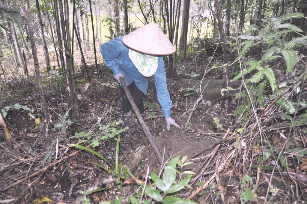 Người dân thôn Bằng Anh, xã Thống Nhất, TP Hạ Long tận dụng trồng Ba kích, trà hoa vàng dưới tán rừng.
