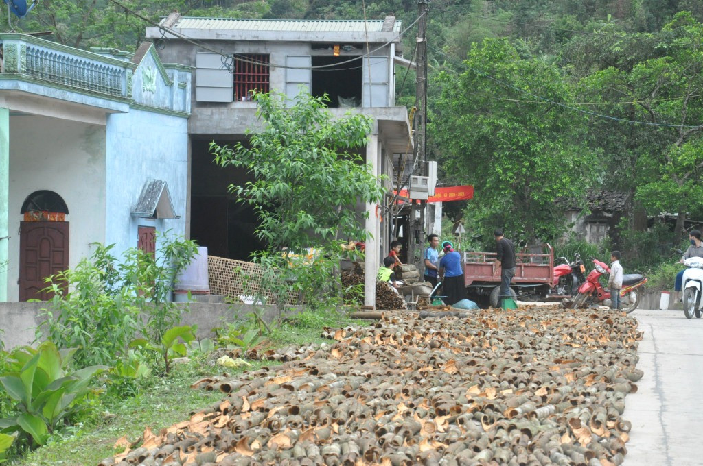 Người dân xã Húc Động, huyện Bình Liêu phơi vỏ quế sau khi thu hoạch.