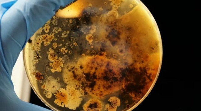 Nhóm nghiên cứu Ấn Độ phát hiện ra vi khuẩn có thể ăn kim loại độc hại trong nước, xử lý được nước thải công nghiệp - Ảnh 2.