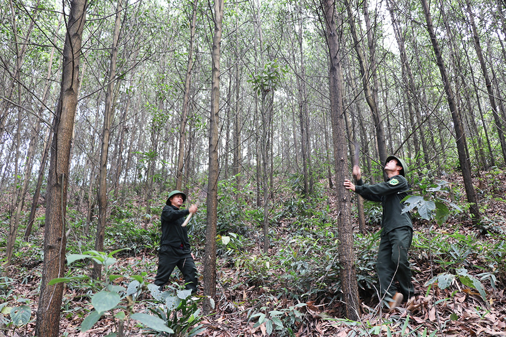 Công nhân Công ty TNHH MTV lâm nghiệp Cẩm Phả kiểm tra diện tích rừng trồng gỗ lớn của đơn vị.