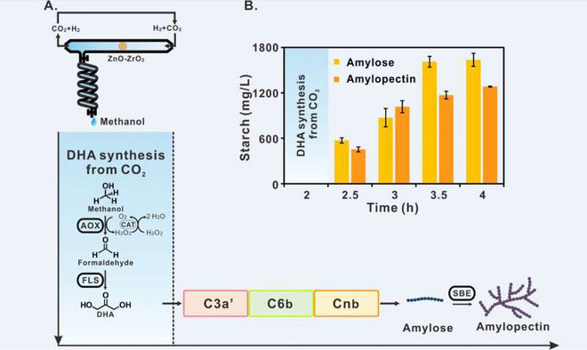 Lần đầu tiên khoa học tổng hợp được tinh bột nhân tạo từ carbon dioxide, ôm mộng giảm gánh nặng cho ngành nông nghiệp - Ảnh 2.