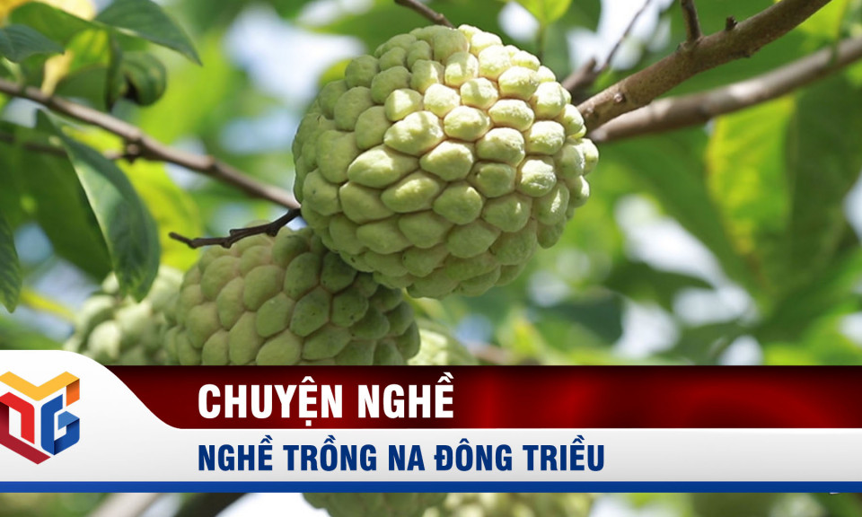 Nghề trồng na ở Đông Triều