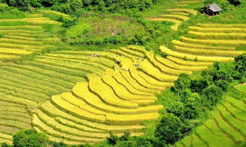 Golden glow of rice terrace fields in Lao Cai