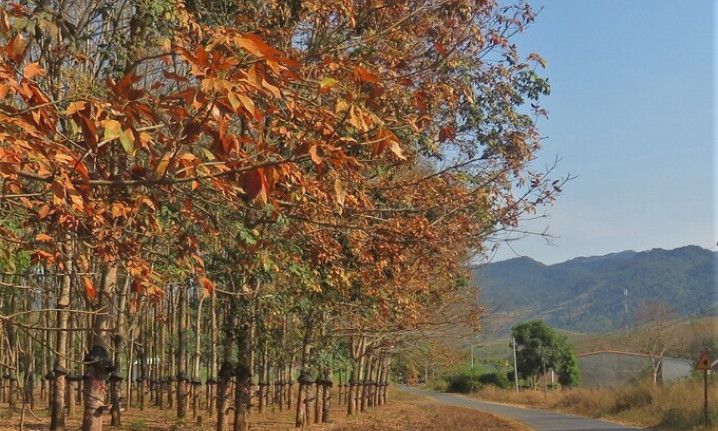 Đăk Hà mùa cao su thay lá