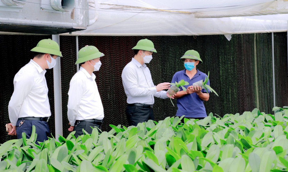 TX Đông Triều: Thiết lập vững chắc chuỗi liên kết trong sản xuất nông nghiệp
