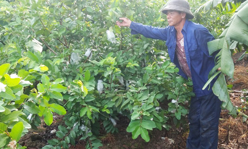 Tỷ phú làm vườn