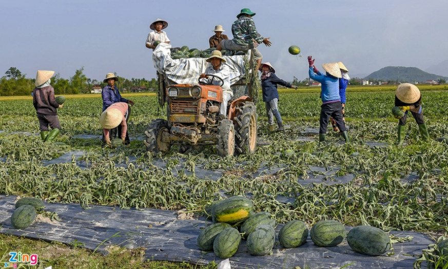 Bộ Nông nghiệp: Nông dân đang lãng phí hạt xoài, vỏ dưa hấu, rơm rạ
