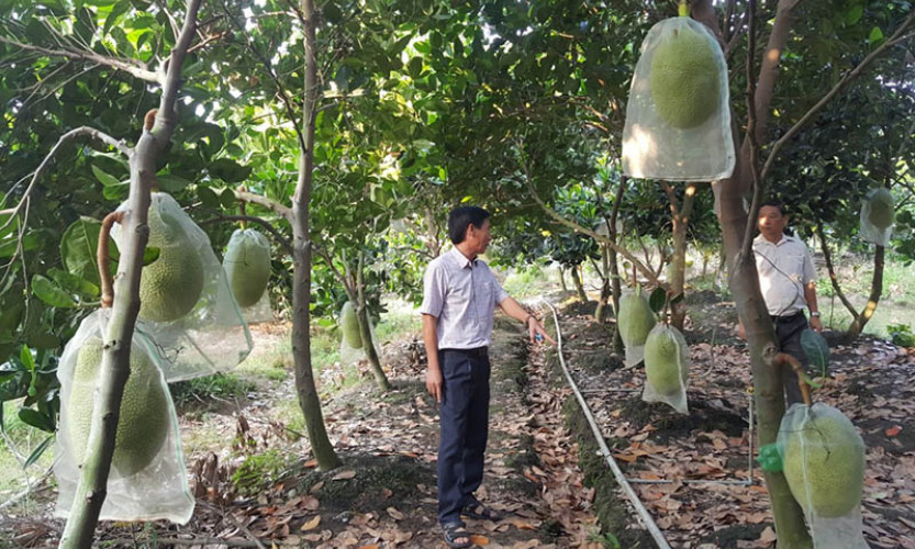 Thương mại điện tử thúc đẩy tiêu thụ nông sản