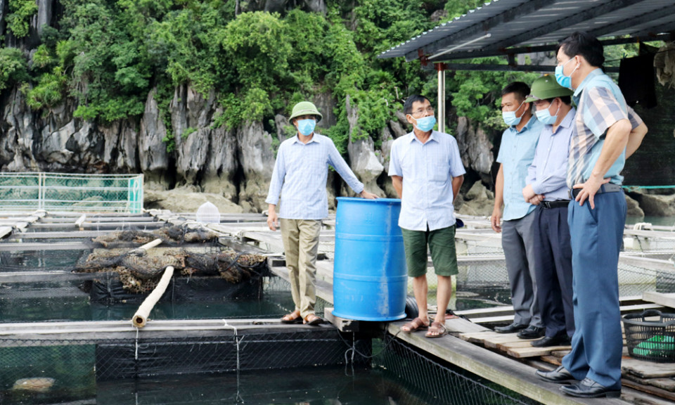 Gỡ khó cho thuỷ sản Vân Đồn