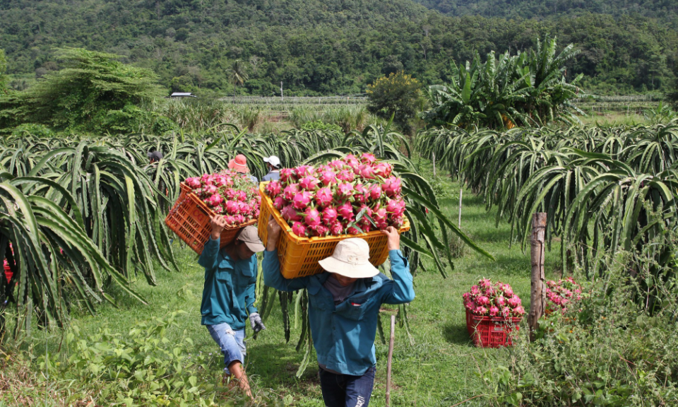Tháo gỡ khó khăn cho xuất khẩu nông thủy sản: Ba giải pháp trọng tâm