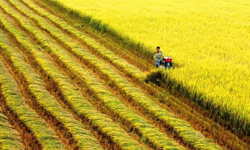 Xuất khẩu gạo đã thoát khỏi mức giá "đáy" tính từ 1,5 năm trở lại