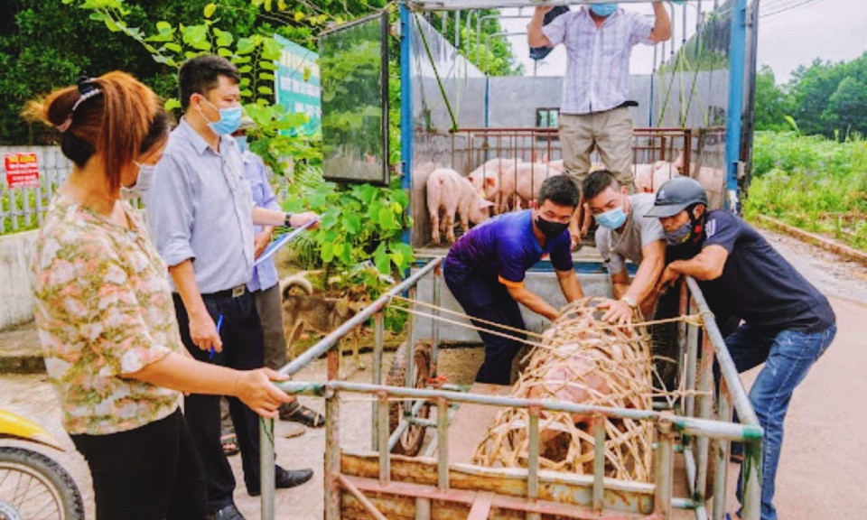 Ngành Chăn nuôi: Xóa bỏ tư duy đầu tư manh mún, nhỏ lẻ