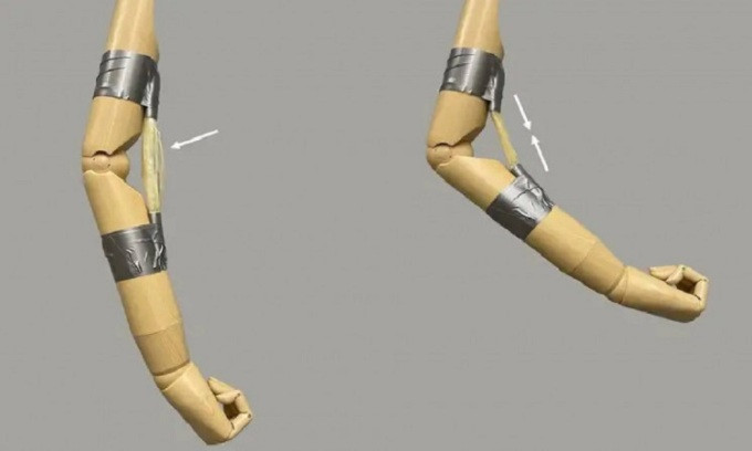 'Cơ bắp' polymer có thể nâng vật nặng gấp 5.000 lần