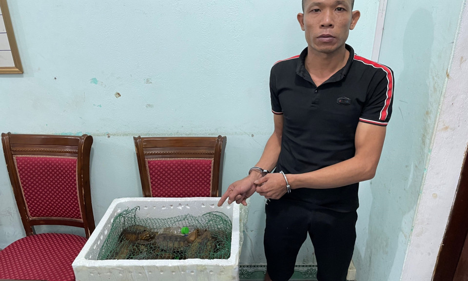 Khởi tố đối tượng vận chuyển cá thể rùa đầu to trái phép