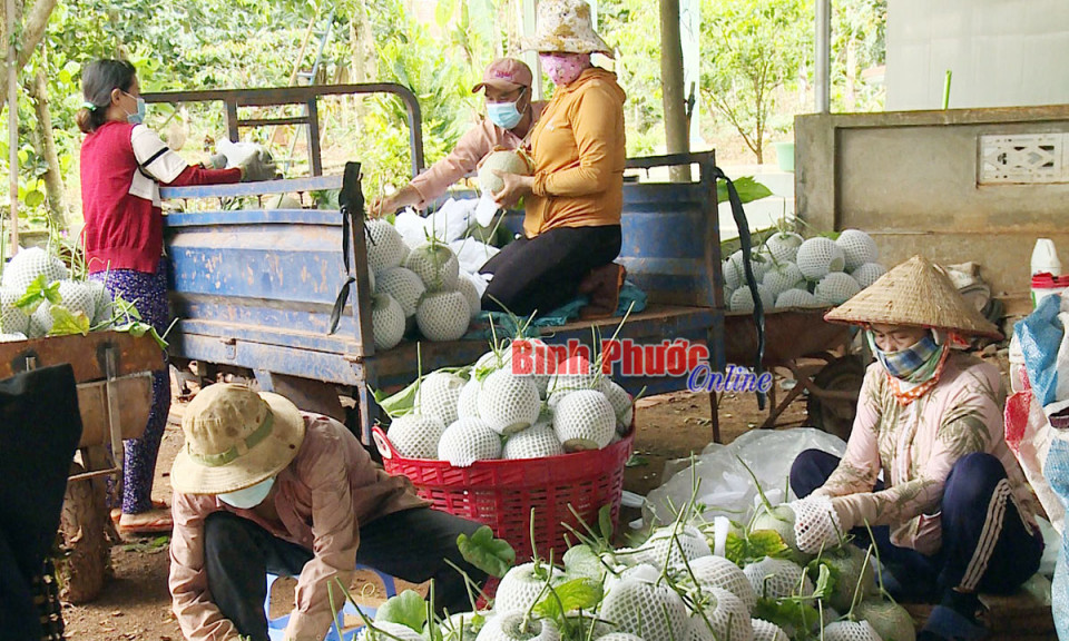 Bình Phước: Phát triển cây ăn trái cần giải pháp bền vững