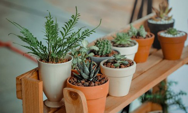 Tại sao một số loại cây trồng được trong phòng ngủ, số khác lại không?
