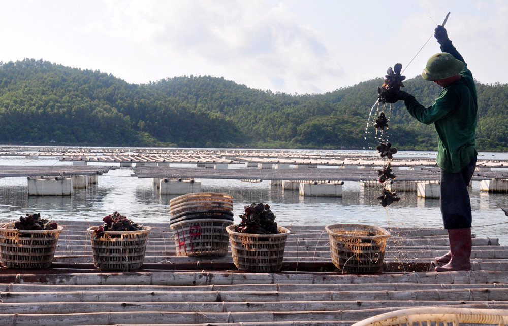 Fishermen in Thang Loi island commune harvest Pacific oysters.