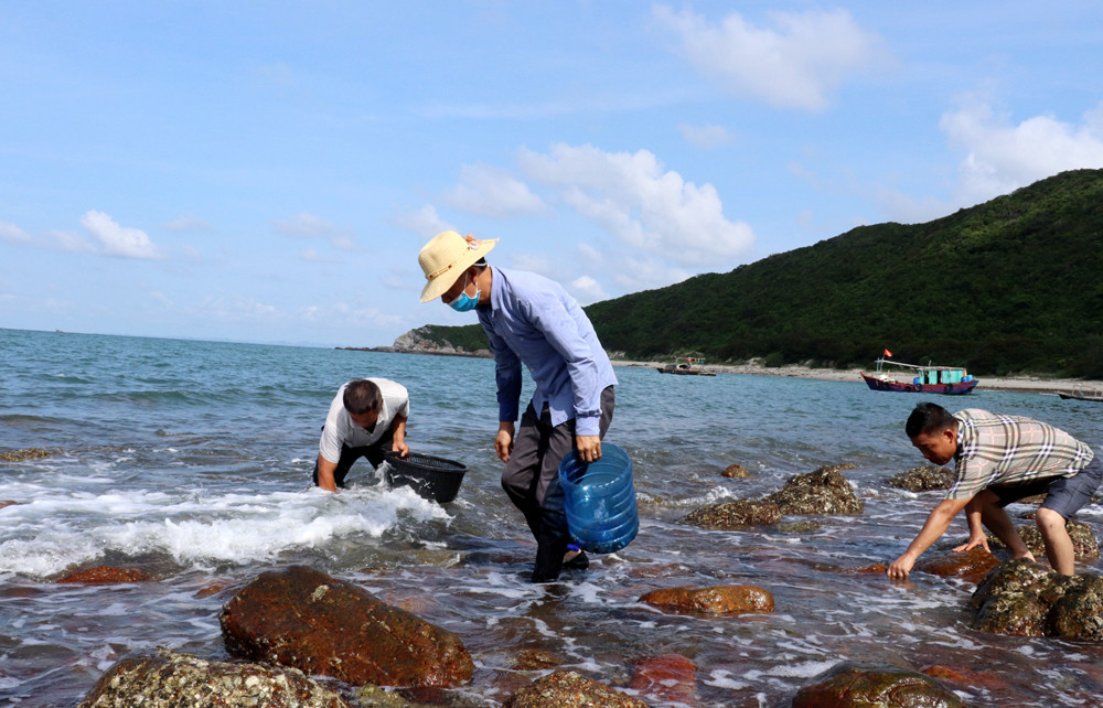 Residents collect snails at Phuong Hoang rapids - one of the places considered the 