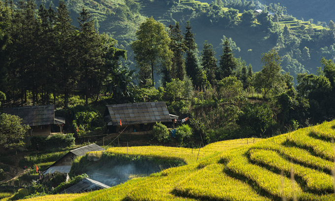 Stilt houses lie amid yellow rice terraces during the harvest season in Sa Pa in Vietnam's northern highlands, August 2021. Photo by VnExpress/Duong Quoc Bao