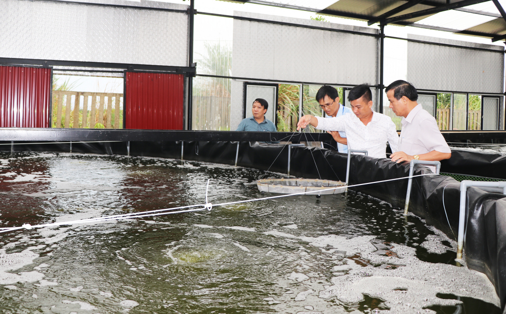 Mô hình nuôi tôm trong nhà hiệu quả tại phường Yên Thanh, TP Uông Bí có sử dụng tôm giống của Tập đoàn Việt Úc.