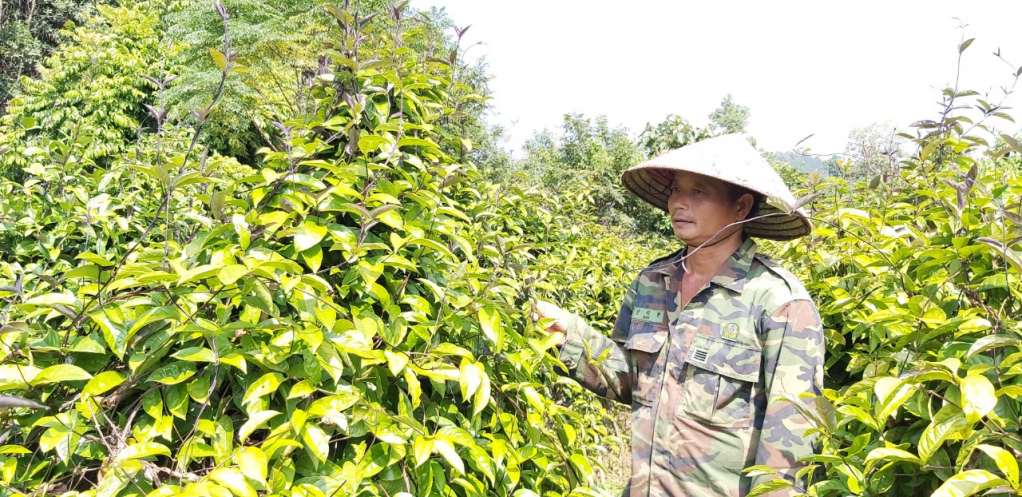 Thanh Lâm cũng là một trong những vùng trồng dược liệu với cây ba kích đứng đầu toàn huyện.