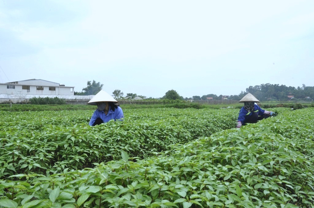 Thu hoạch rau an toàn của bà con nông dân phường Cộng Hòa, TX Quảng Yên.