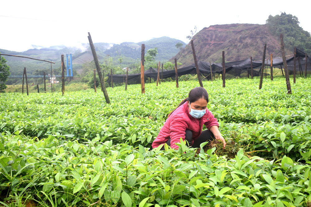 Chị Mộc, thôn Khe Loọng Ngoài, xã Thanh Sơn qua lớp học nghề đã trở thành chủ vườn ươm 50 vạn cây giống để trồng rừng và cung cấp cho người dân trong xã